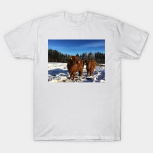 Scottish Highland Cattle Calves 1685 T-Shirt